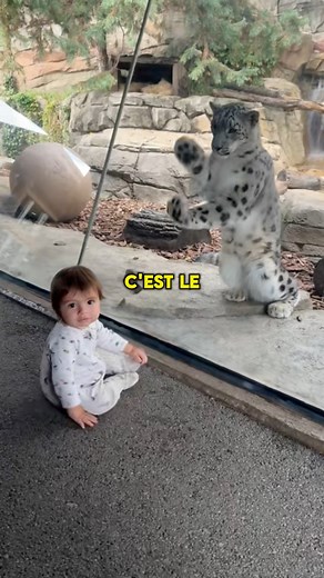 Pourquoi les bébés léopards des neiges paraissent si maladroits… et si adorables ? | Apprendavectonton