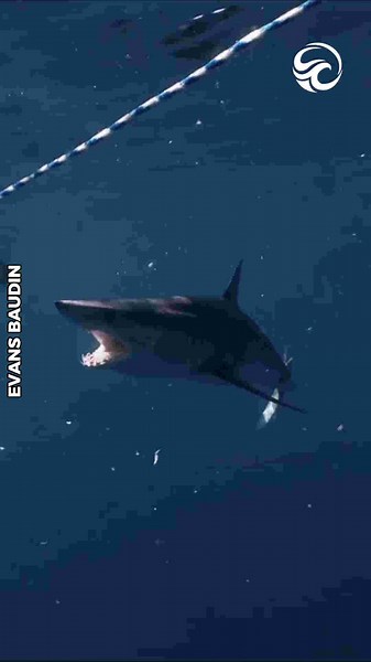 Diver has tense face-to-face encounter with mako shark