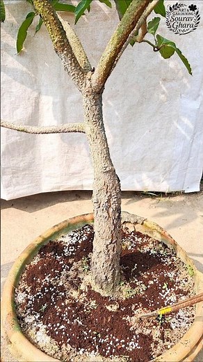 How to Fertilize mango tree #mangotree #mango #katimon #terracegarden