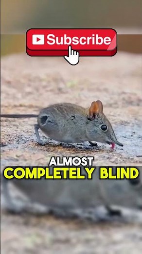 🐀The world's smallest mammal🥹