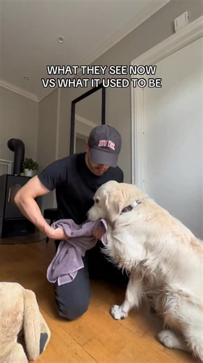 Goose the Golden retriever | Everyone forgets this stage | Instagram