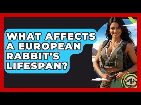 What Affects A European Rabbit's Lifespan? - The Wild Life Explorer