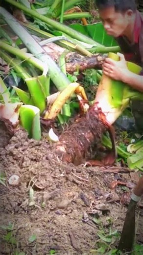 Cutting the Biggest Wild Vegetable Ever! | Amazing Harvest #Shorts #Farming