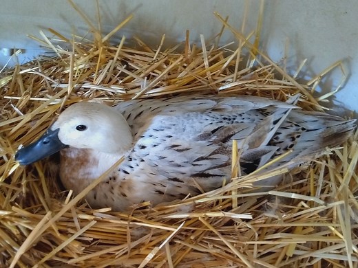 How to Tell a Drake from a Hen — Hearth & Haven