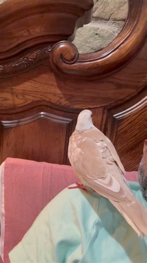 Lulu is hanging out. #birds #fyp #pets #pet #viral