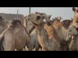 Egypt camel market thrives ahead of Eid sacrifice