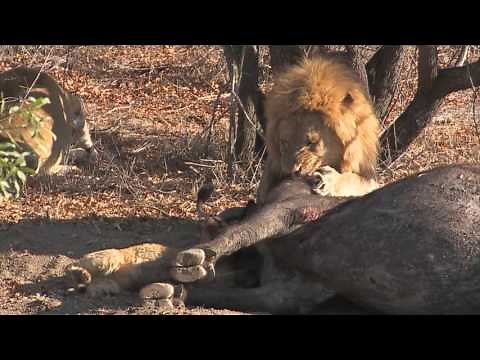 Big male lion fights with cub over food