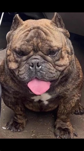 this little MICRO EXOTIC PUPPIES ARE LOOKING 👀 SO 🔥🔥🔥🔥 the CANT STOP WONT STOP BLOOD 🩸 🩸🩸🩸 is for sure going to bring lots of smiles and precious moments to somebody’s home. 💯🙏🙏🙏🙏🙏. 262 440 72 55 DON’T LOSE A CHANCE TO GET ONE OF THESE 🔥🔥🔥AWESOME PUPS ONE OF THE KIND PEDIGREE 🏁@@Pt_920bullies@@Shmuckdaddy95@@rohrgriff93 @@Chicanoculture@@TommyChong##bully##bullyworld🌍##puppy##bullyingawareness##bullybreeds