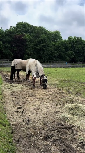 Understanding Kissing Spine Symptoms in Horses