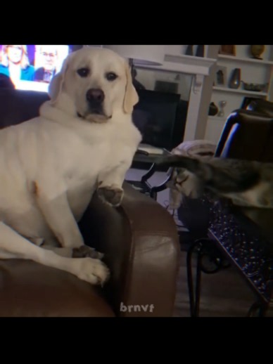 give me ur gifs#viral #edit #cat #fyp #funny | Cat Edits