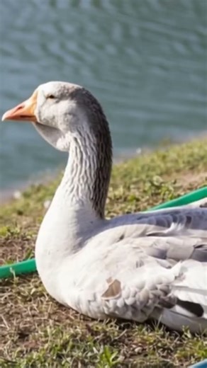 various types of goose breeds in the world part 1 #fyp #fypage #fypyoutube #goose #animals #hennyel