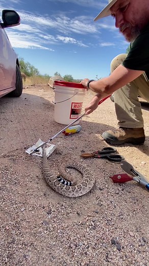 Rescuing a snake in a glue trap part two #fountainhills #arizona #animalrescue