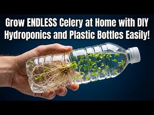Grow Your OWN ENDLESS Celery at Home with Plastic Bottles and DIY Hydroponics!