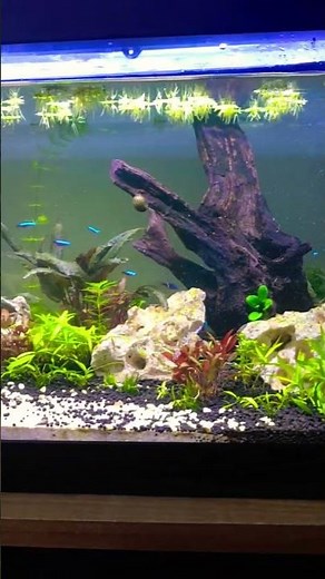 ​🐠 Complete CO2 Setup for Planted Aquarium (Cylinder and Diffuser Installation) #aquascape #viral