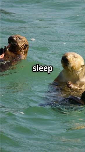 Adorable Sea Otter Floating Blissfully! #facts #animalfacts #wildlife