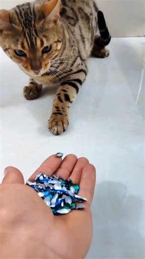 This Bengal Cat Moment Feels So Soft 😽