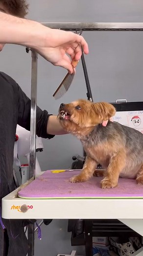 85K views · 1.1K reactions | #aggressivedog #yorkie #doggrooming #dogs #cutedogs #dogsbylogan | Dogsbylogan | Facebook