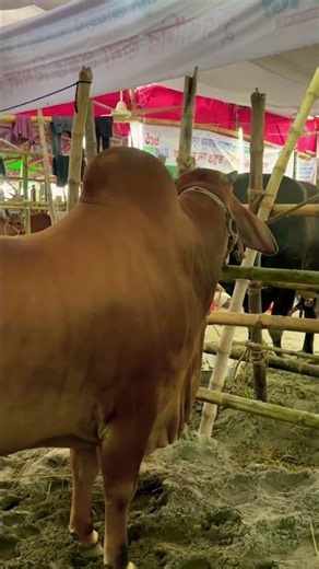 গরু guru cow goru amba hamba cow videos gorur video guru guru goro guru tiktok গরুর ভিডিও golu#viral