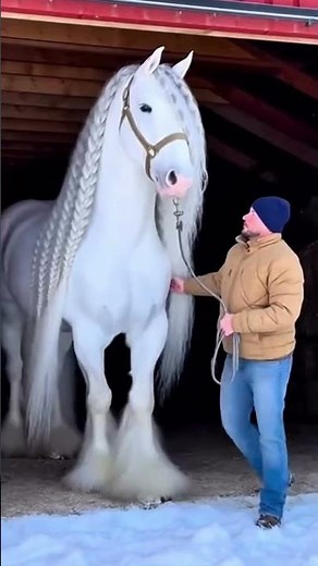 This Horse Has UNBELIEVABLE Hair 😳🐎