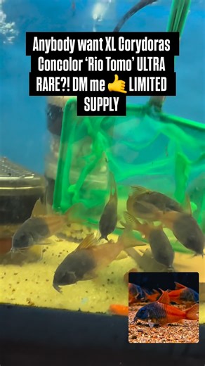 MastahBetta Fish Shop 🔥 on Instagram: "XL CW217 Rio Tomo Concolor Corydoras 💎 DM me 🤙 #UltraRare"
