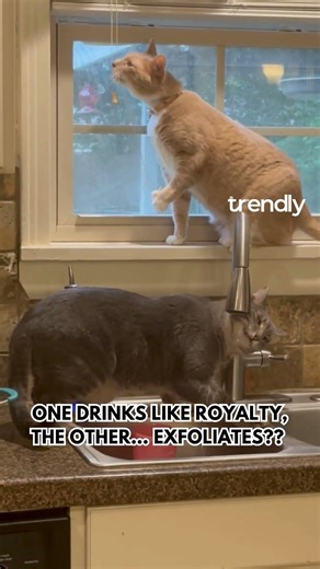 Cats Turn Sink & Blinds Into Routine—Smart Pet Moments