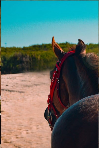 Gelding Horse: What It Is, Benefits, Cost & Racing Facts