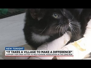 Kitten recovering from brutal torture