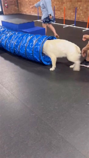 ✅There are two types of Golden Retrievers, and every owner knows exactly which one they have. ➡️Meet Winston: The overachiever who makes agility look effortless. Perfect form, laser focus, probably has a color-coded training schedule. ➡️Then there’s Cooper: Pure chaos wrapped in golden fur. I am not even sure he knew the tunnel was there! ✅Both trained in my program. Both the most lovable pups ever!!! ✅The best part? Cooper got right back up and kept playing like nothing happened. That’s Golden 