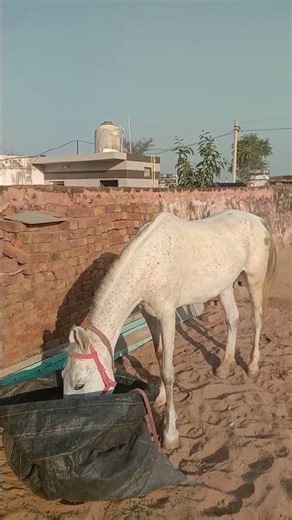 #horse #animal #shortvideo #viral 🐎🐴🔥❤️