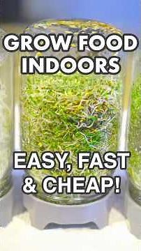 How to Grow Sprouts – Easy, Fast & Cheap Food! #gardening #homestead #food