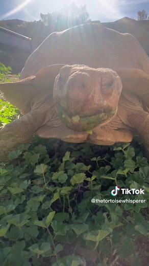 Exploring a Tortoise Burrow with Damia