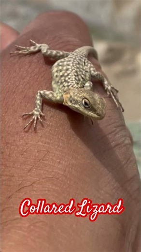 Highly Venomous Monitor lizards #youtubeshorts #shortvideo #trending #nature#mrpahadi231 #shortvideo