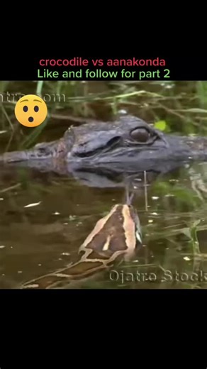 Anaconda vs Crocodile: Epic Battle Explained
