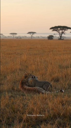 Watch Up Close as Cute Cheetah Cubs Wrestle in the Tall Grass #shorts