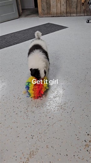 Deville | Kim's Standard Poodles