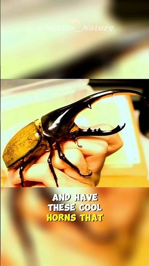 Hercules Beetle | Strongest Animal On Earth