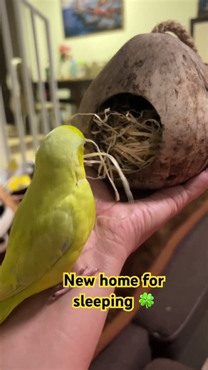 New home for the night and sleeping inside #talkingparot #parrotlets #birds #parrot #birds #budgies