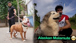 125K views · 4.8K reactions | Rare Dog Breeds In Bengaluru  | Pulkit VAMP | Facebook