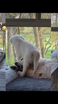 Golden Retriever Puppy Likes To Sit On His Siblings