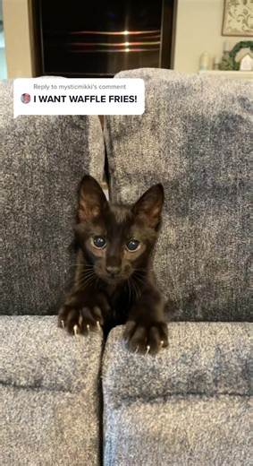 Homemade Waffle Fries Recipe: A Delicious Treat