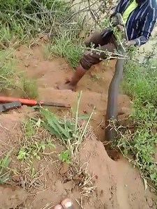 Nothing to see here, just a guy dragging a rock python from a hole. | Africa.com