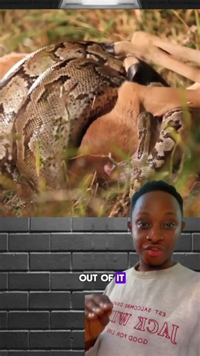 African Rock Python – Africa’s Silent Giant of the Wild #AfricanRockPython #WildlifeAdventure