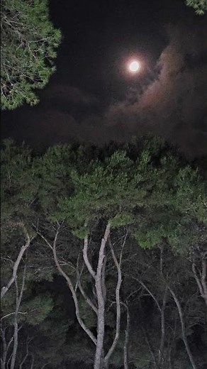 Ruf der Zwergohreule (Otus scops) #vogel #vogelstimmen #shorts