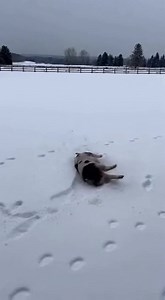 5.7M views · 32K reactions | Pig's Snowy Adventure! Watch this pig's joyful romp in the snow! #fblifestyle #AI Generated using Kling AI . . . (For entertainment purposes only. Consult professionals if guidance on activities is presented. No brand affiliation is implied if any are shown. If inspired by true events, creative adaptations may be included. Content may include public footage.) | Fabiosa Australia | Facebook