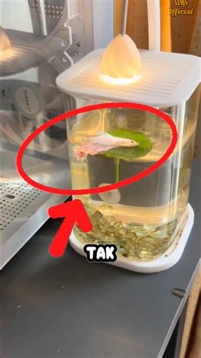 Turns Out This Is Why Betta Fish Freeze