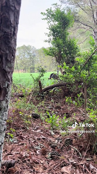 Get em close! #turkeys #outdoors #gobblers #DDSA #droppindrakesouthernapparelco