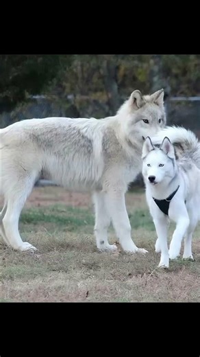 The height difference between a husky & a wolf