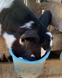 245K views · 1.1K reactions | Cow shows how he earned his name  | Tyla | Facebook