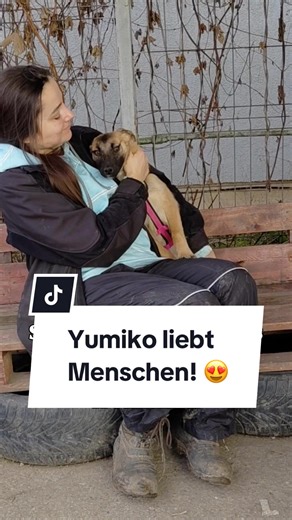 Yumiko – Ihre Lebenslust erhellt die Welt ❤️ Wir fanden Yumiko in der Kälte des Public Shelter von Zalau, wo jedes Leben auf der Kippe steht. Ein Ort, in dem das Licht des Lebens oft zu erlöschen droht. Doch zwischen Angst und Unsicherheit hat sie überlebt. Trotz dieser dunklen Zeit ist Yumiko ein strahlendes Lächeln auf vier Pfoten. Eine Hündin, die mit jedem Blick ihre unendliche Freundlichkeit und ihren unendlichen Lebenswillen zeigt. Yumiko ist etwa 7 Monate alt und misst aktuell etwa 42 cm 