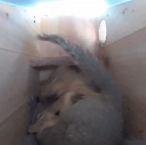 11K views · 6K reactions | Somewhere this is happening right now in a...